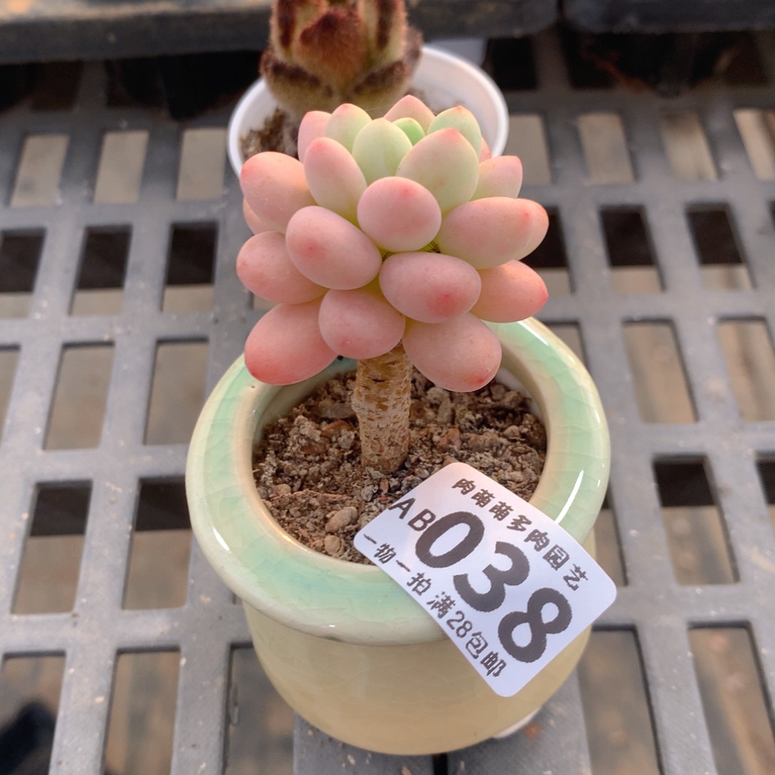 肉萌萌拇指盆精控多肉AB038