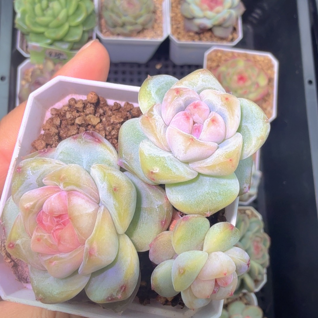 三头优选刚毅一物一拍