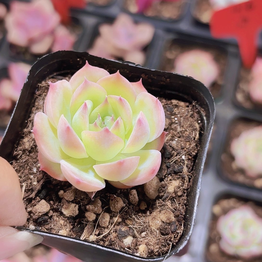 精品侧影多肉植物