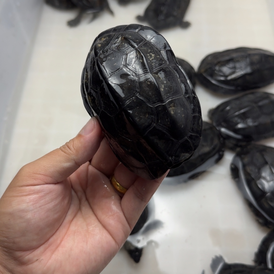 中华草龟公碳墨龟