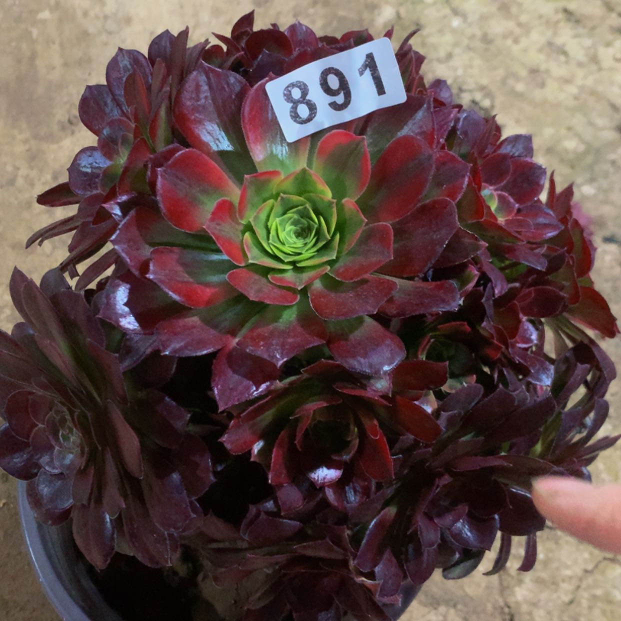 【闪购商品】891安娜多肉