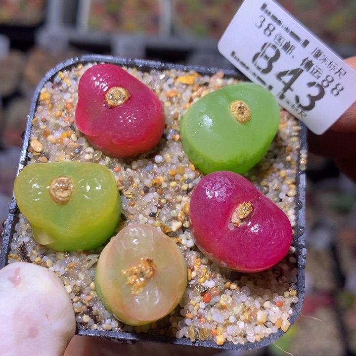 精品sss生石花843