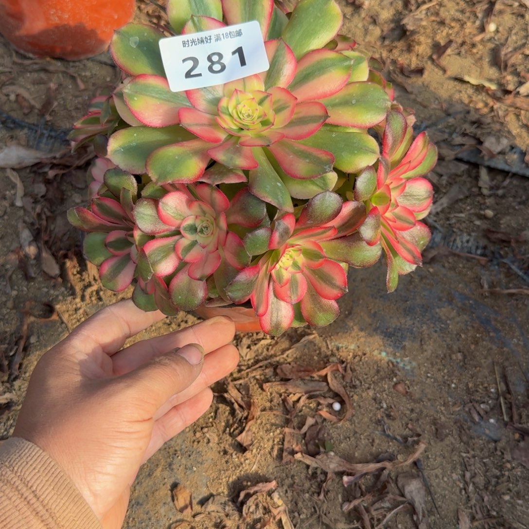 281荔枝。多肉植物