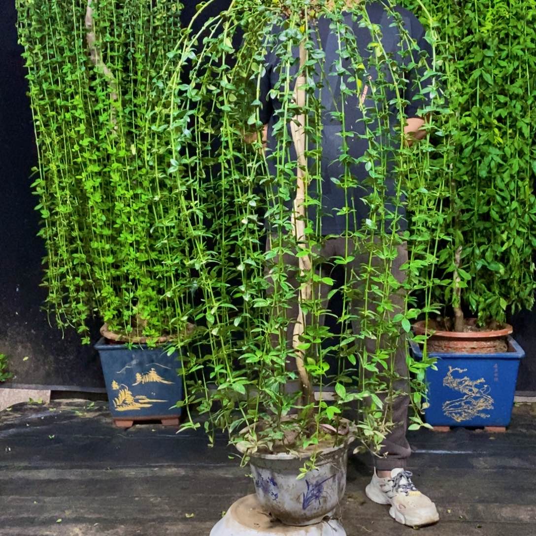 迎春花，一物一拍，