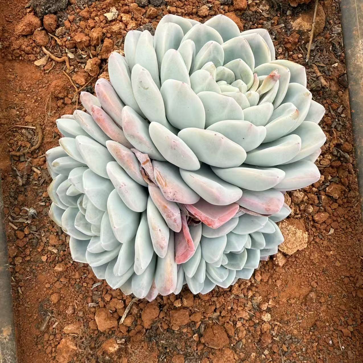 三头起冰玉叶展18cm左右     多肉