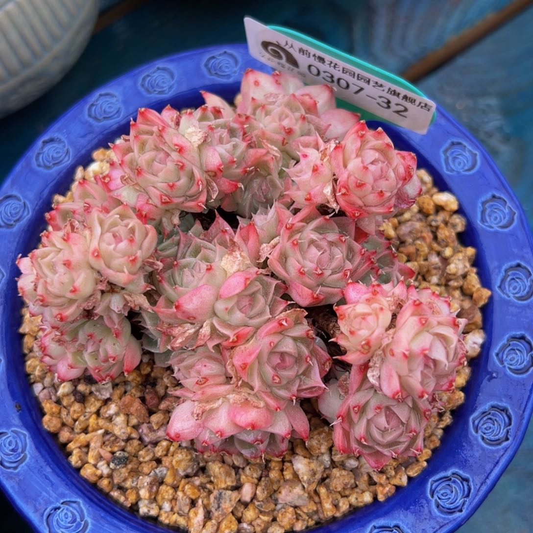 从前慢多肉精选编号0307.32