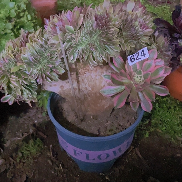 624女神缀化老板子有修边