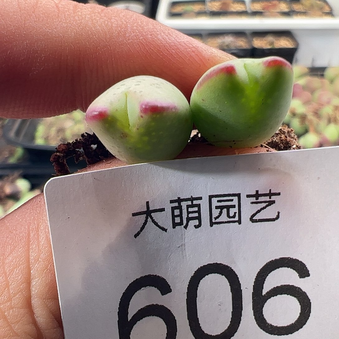一物一拍正版1414.71皮卡丘606