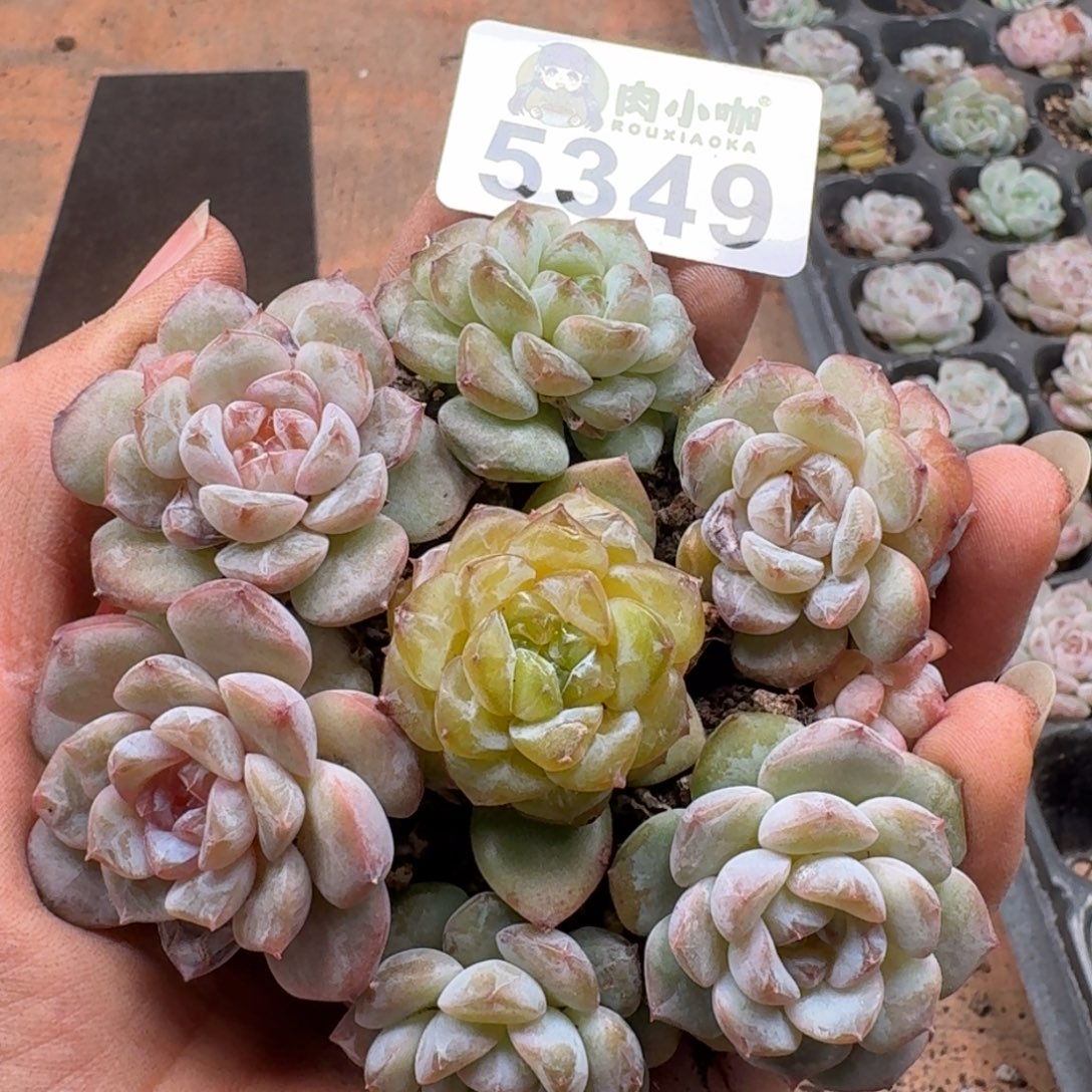 多肉植物多肉植物