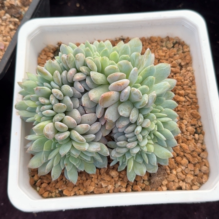 14厘米左右一物一拍的