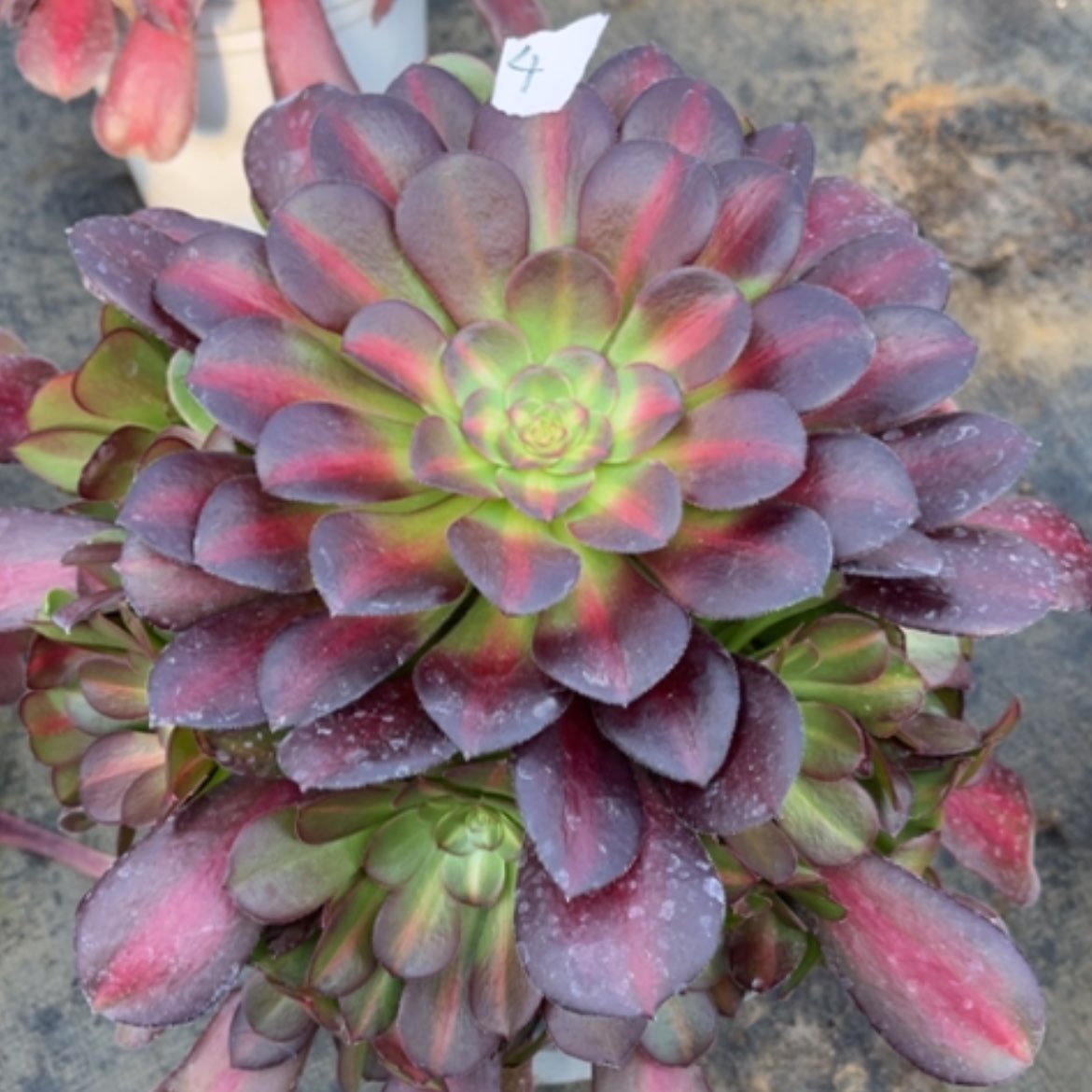 【闪购商品】4花钠锦多肉法师