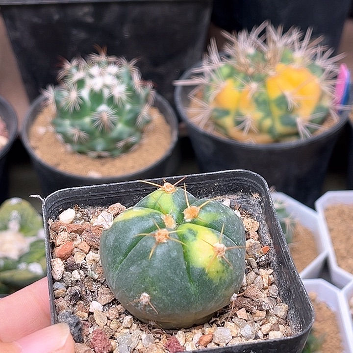 无花朵圣姿丸自根锦