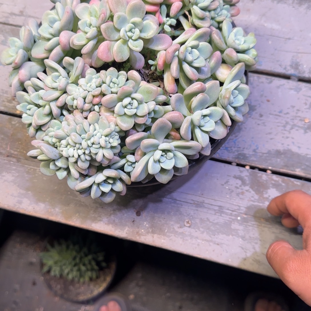 洛神缀化多肉植物一物一拍