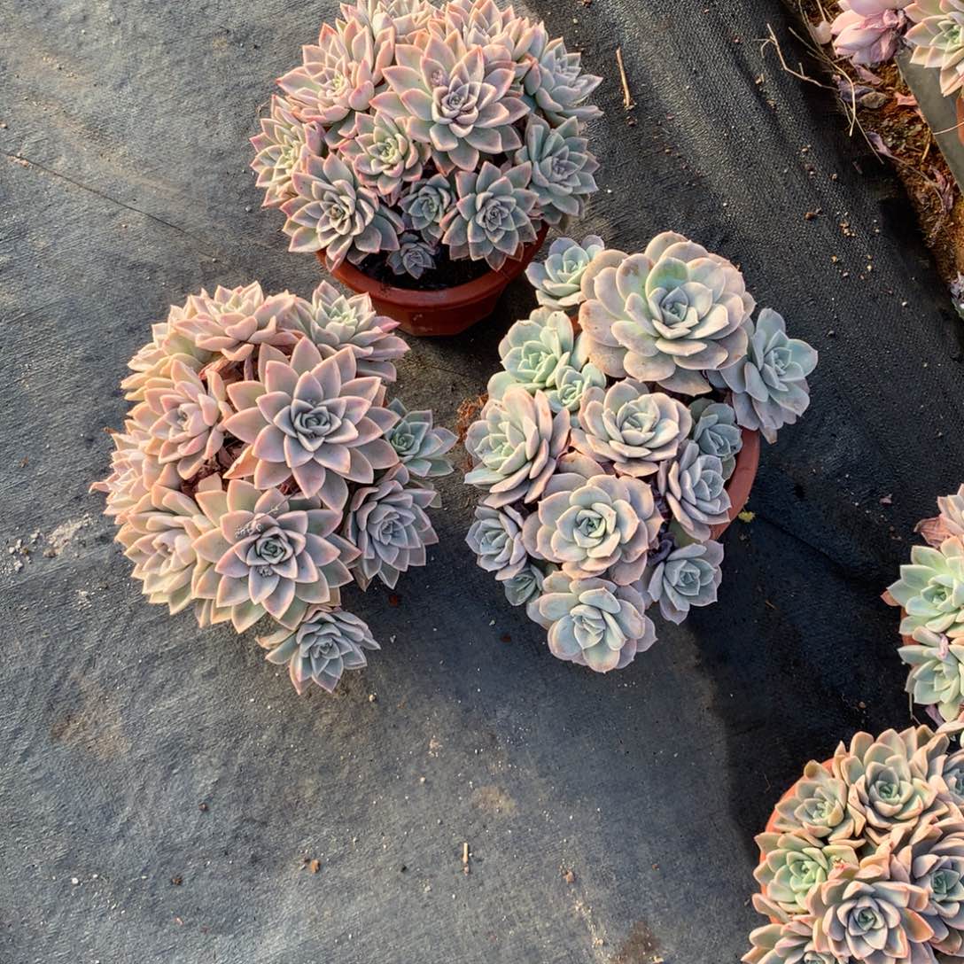 乔****哈里沃森多肉植物