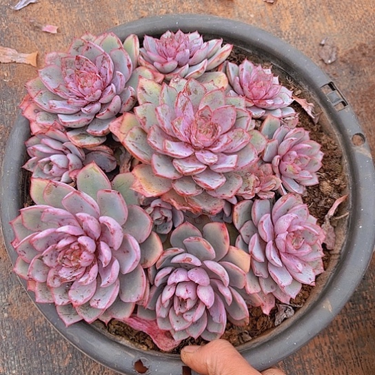 多肉植物。。。。。。。。。。。。。。