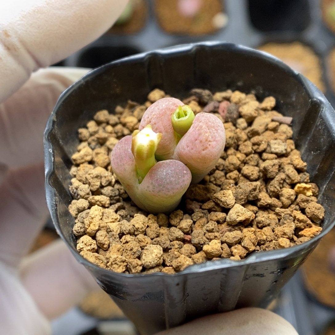 多肉植物肉锥杂交K-3897 风铃杂 仙粉