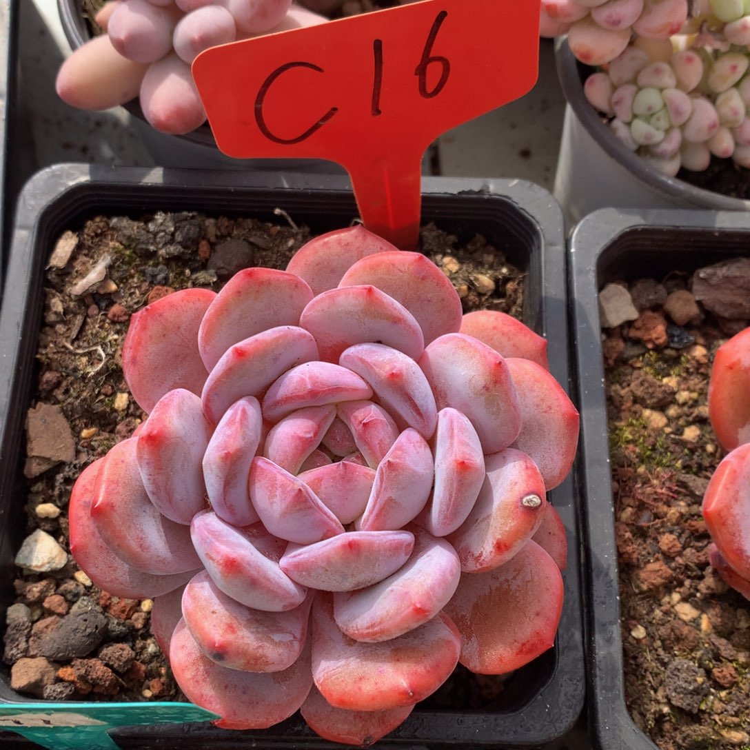 星颖626262626262）