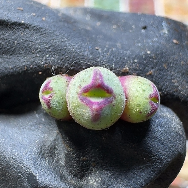 生石花11212。 领奖台1.2左右。   205