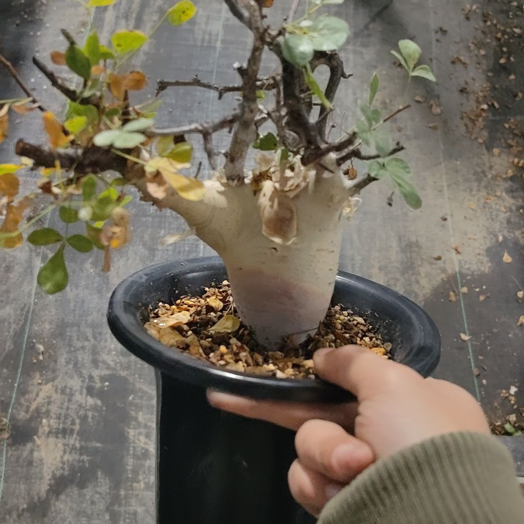 正白皮卡塔夫熟桩可寄养