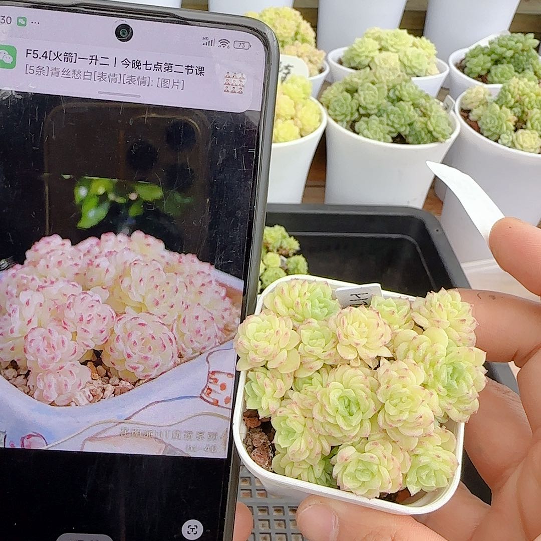 【闪购商品】0704-88（ht-40）