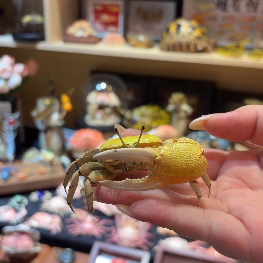 真实黄色大招潮标本