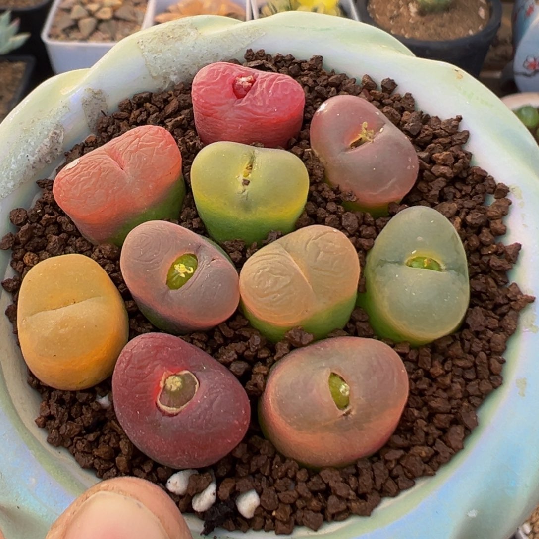 90多肉植物百科植物