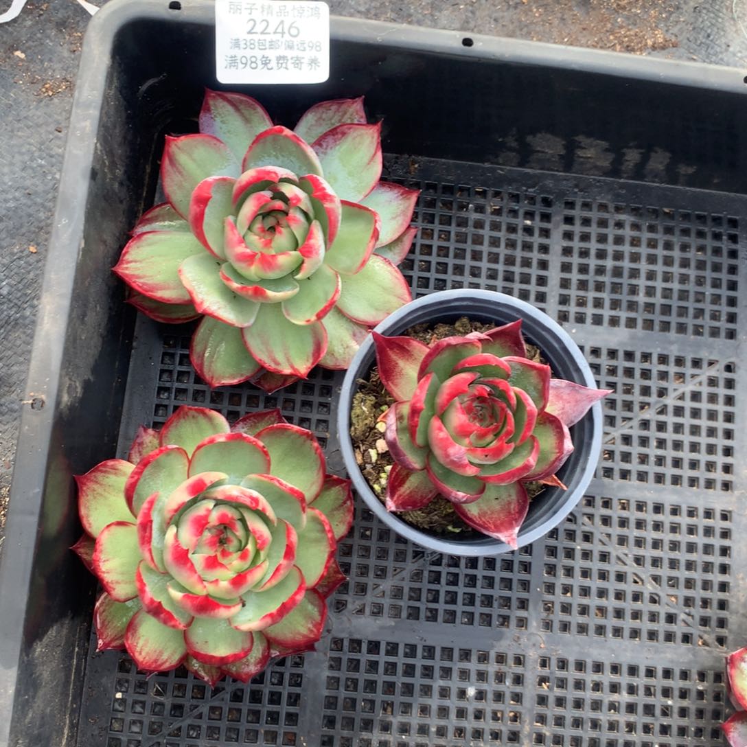 2246号多肉植物惊鸿2送1