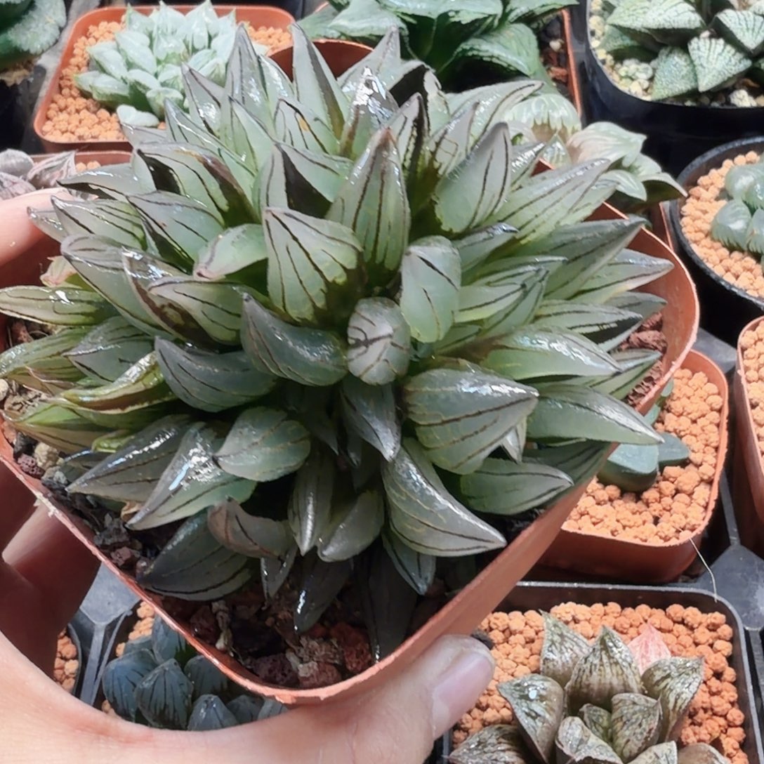 无花朵十二卷 西瓜群福利