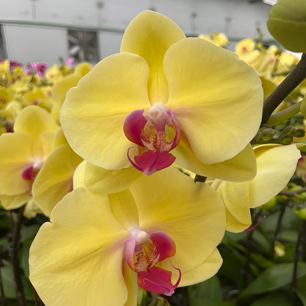 蝴蝶兰【黄金吉利】精品兰花室内阳台办公室高端花卉盆栽高端年宵花