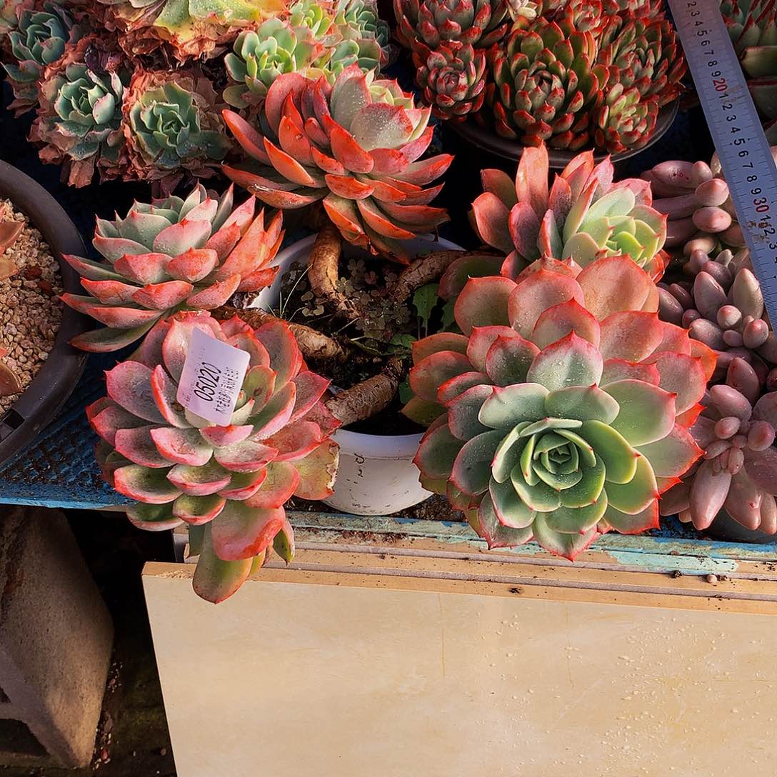 *****    白雪公主多肉05020