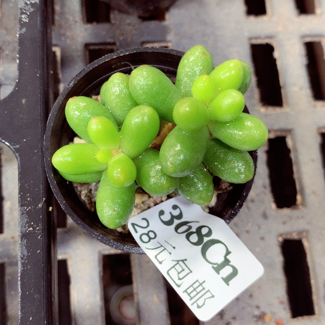 5厘米盆精控多肉368