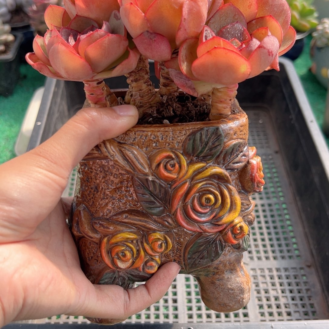 表妹精品多肉植物054.