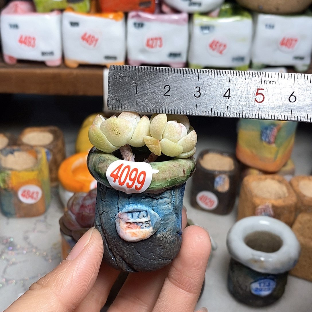 红陶拍5送一个小