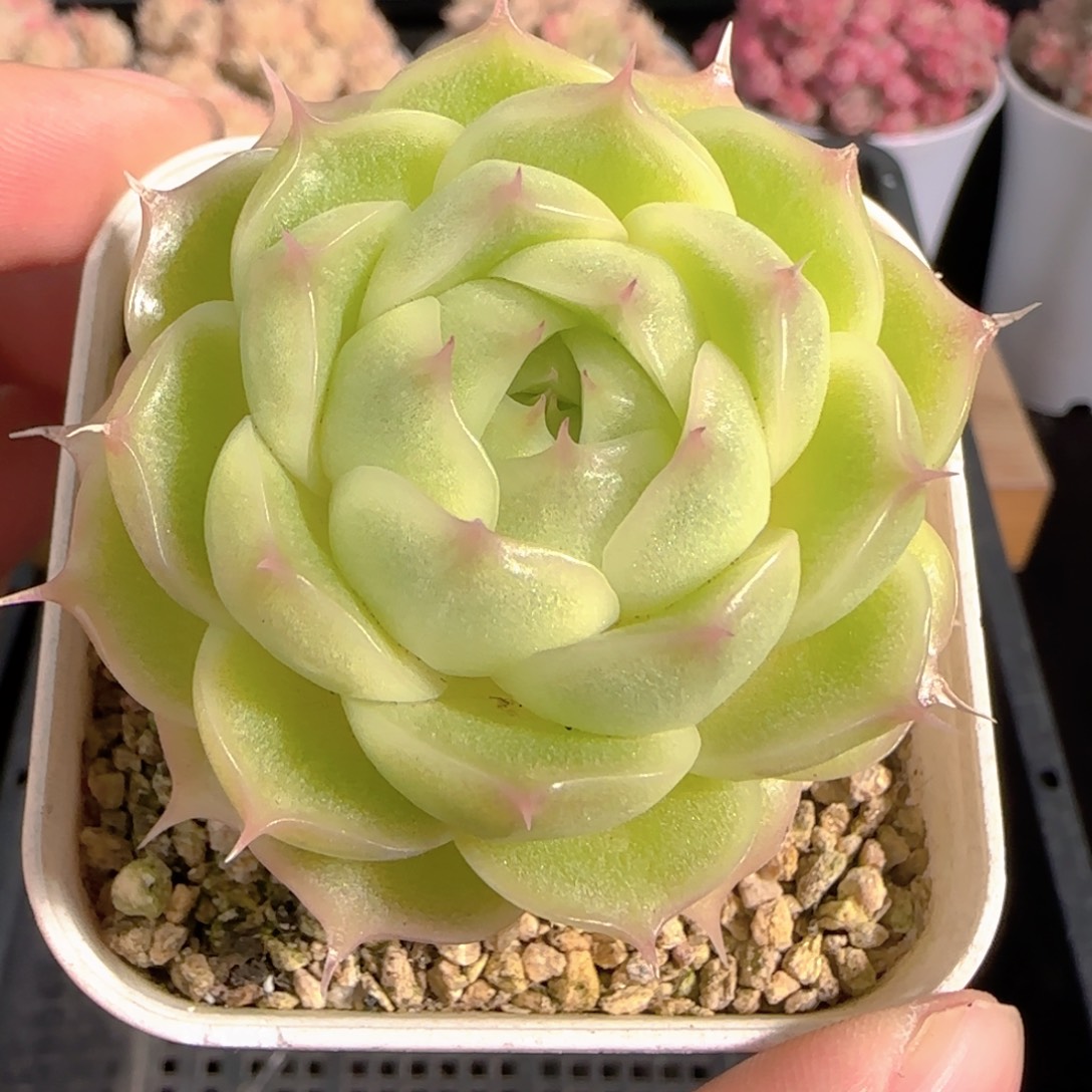 多肉1227-157包子麦秆