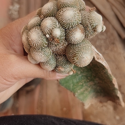 466处理仙人球的人