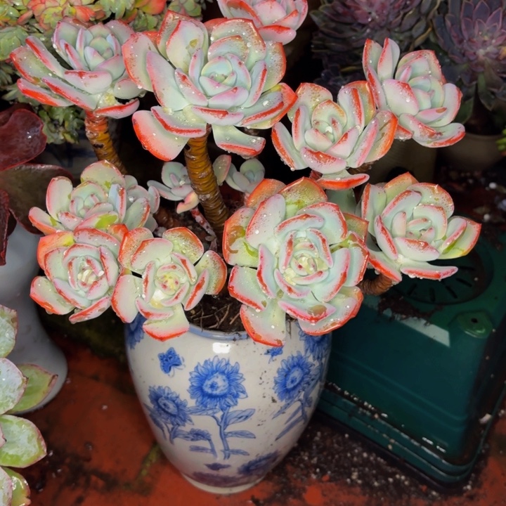 s***u老桩精品肉肉白月光