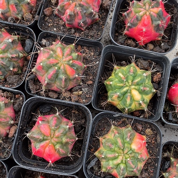 福利品 3颗光辉牡丹锦侧牙自根4厘米左右