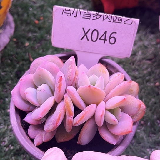 我是第一百个为妖刀应援的阴阳桃花姬应援