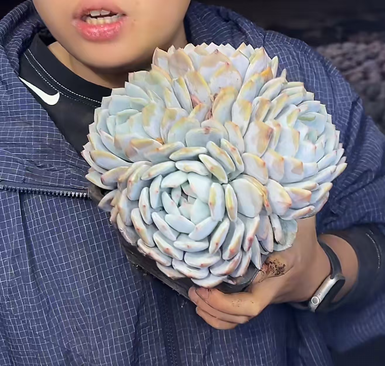 【星影梦露】 多肉植物 绿植盆栽