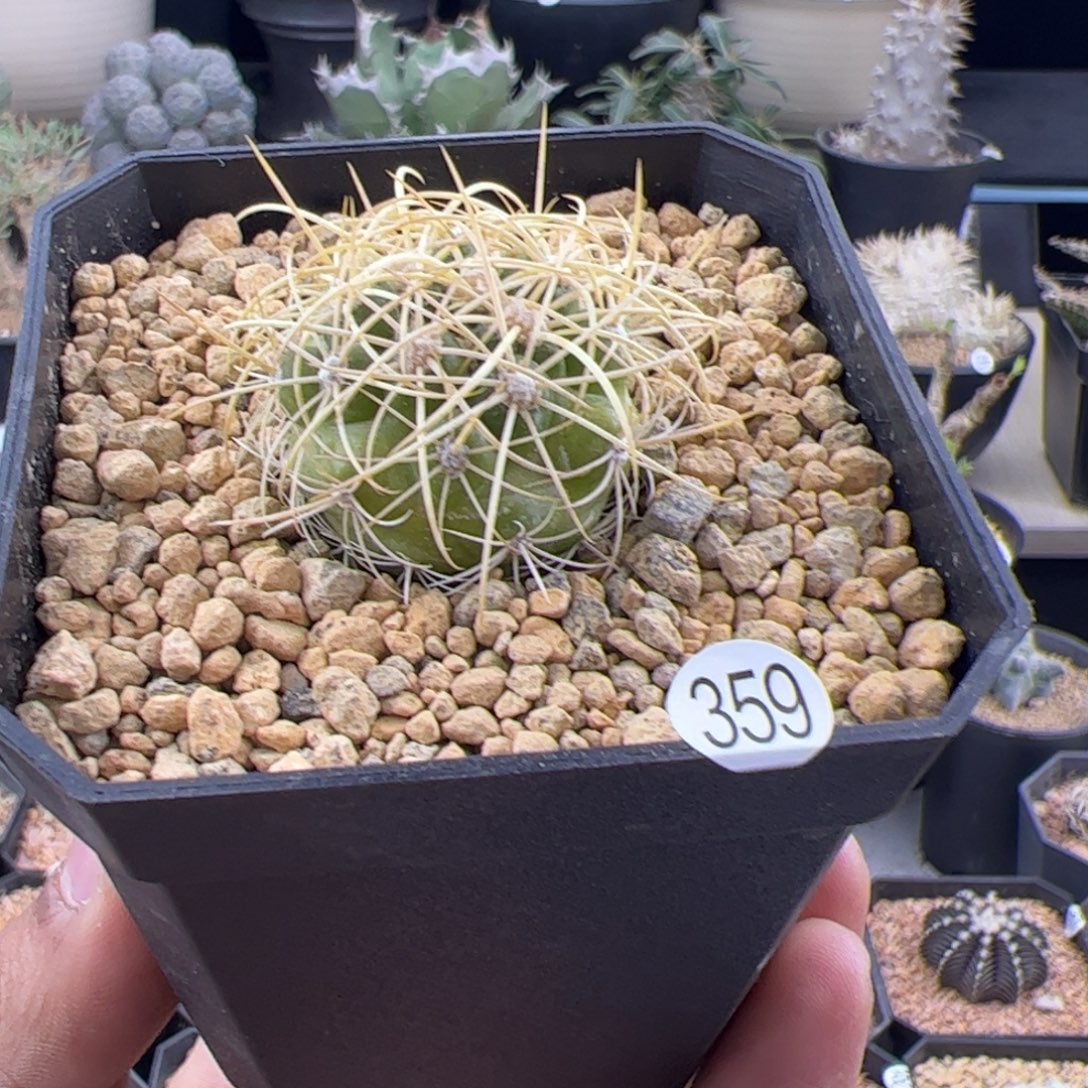 蜘蛛圆盘一物一拍359