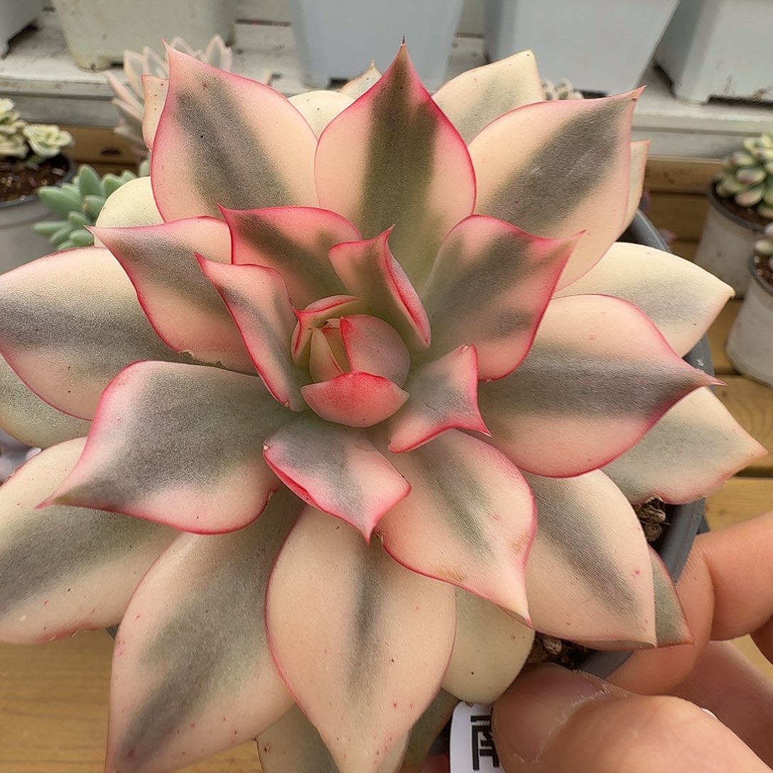 宝莲灯锦1111105-138