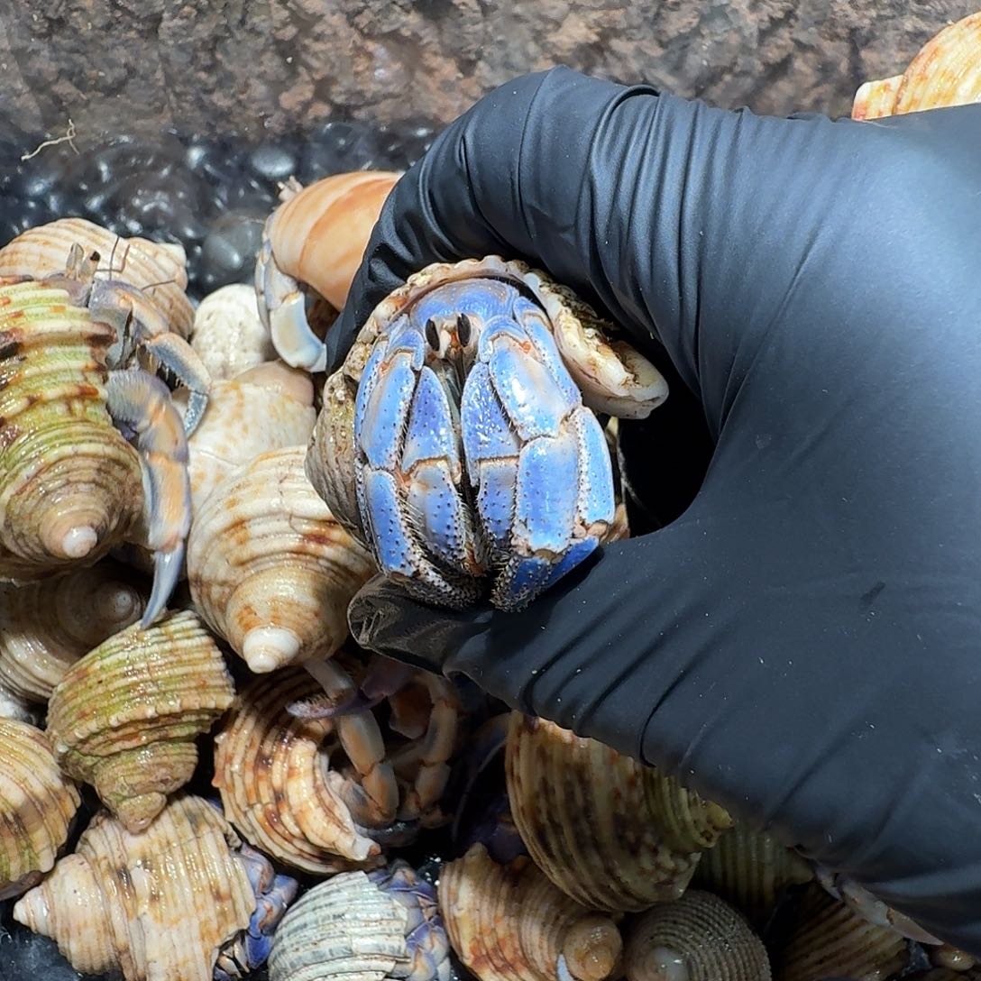 直播间挑选链接紫陆寄居蟹