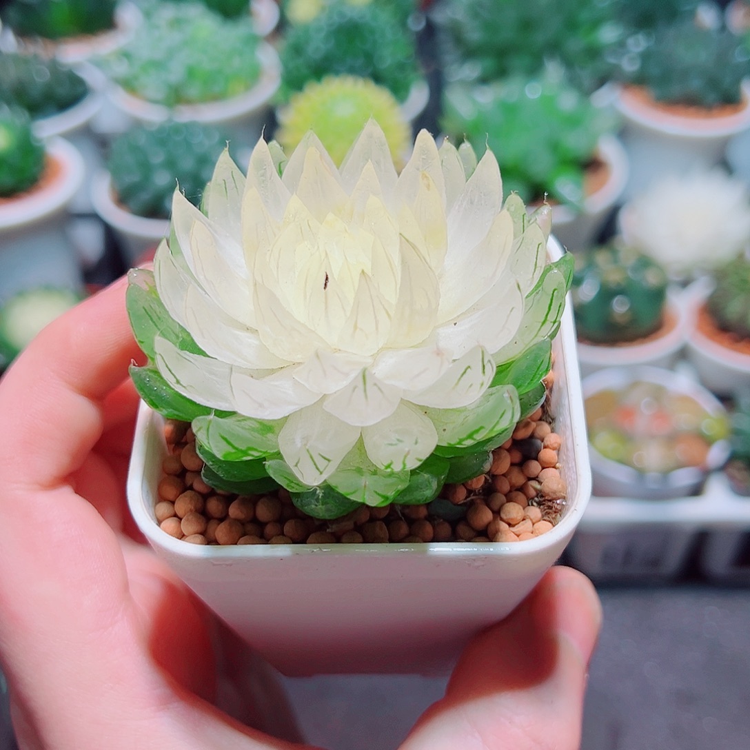 白莲花小白盆多肉多肉