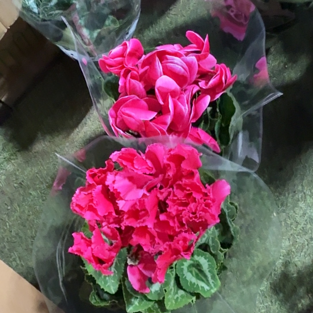 完全开放两盆仙客来