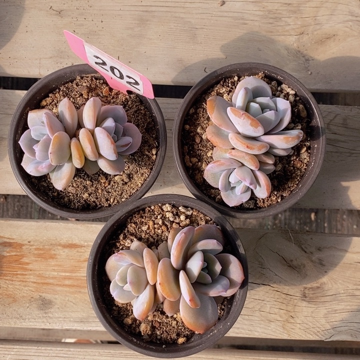 韩版奶茶2头3颗。202号