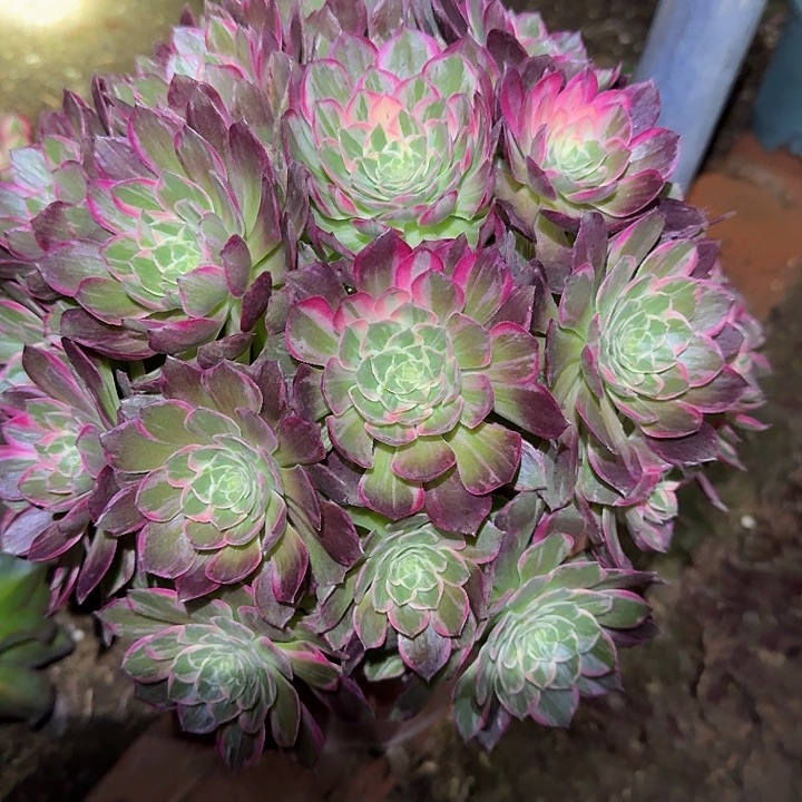 精品万花筒老桩亏本福利