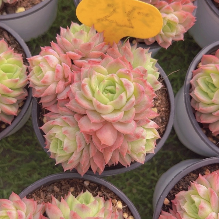 健健康康平平安安