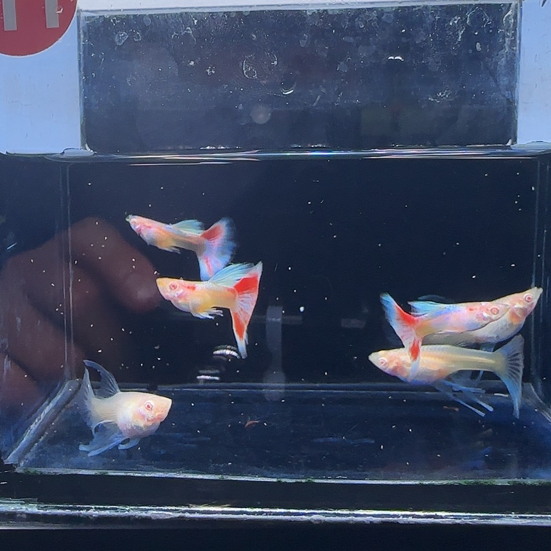 孔雀鱼火烧云蓝白大C 3对