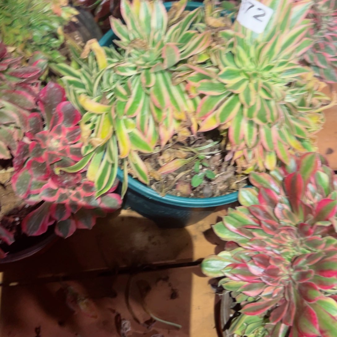 572 号多肉植物法师新年福利