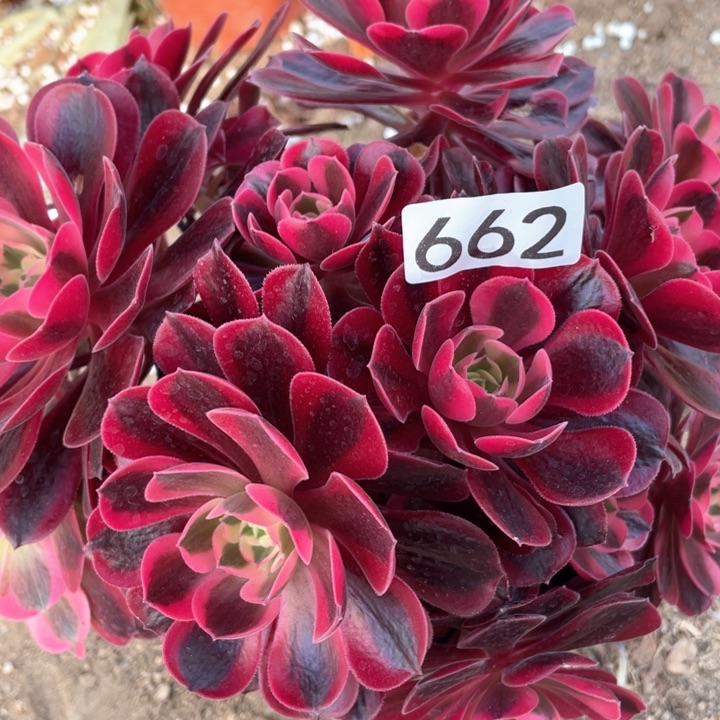 662多肉植物美杜莎